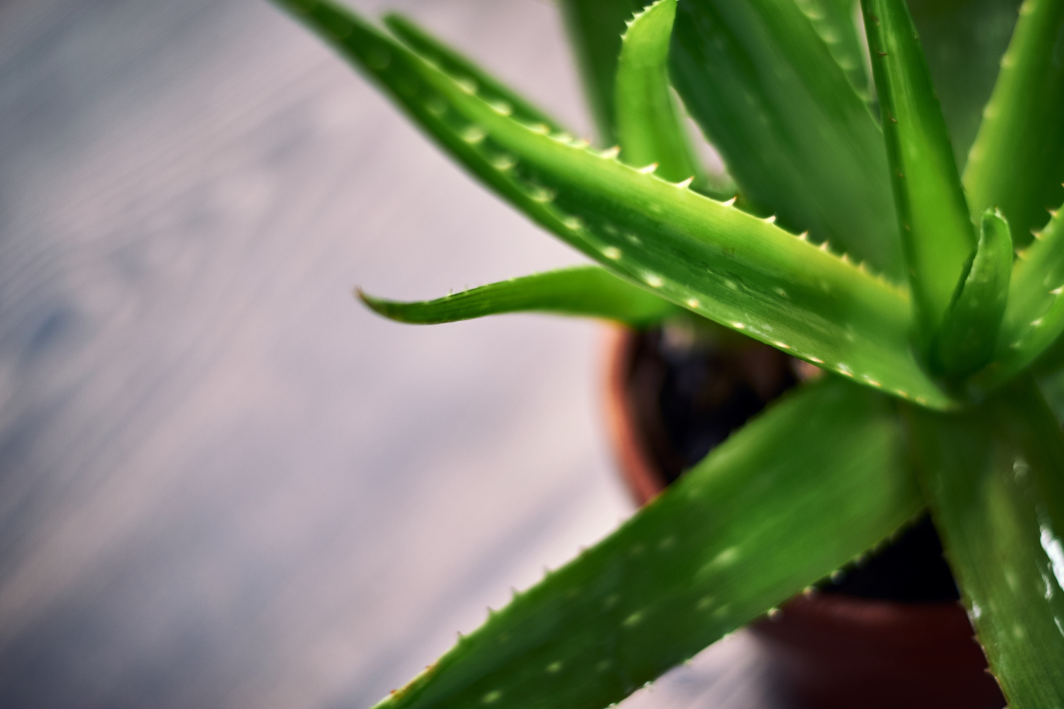 Aloe Vera jača imunitet, hidrira, detoksikuje i čuva jetru Aloe Vera jača imunitet, hidrira, detoksikuje i čuva jetru